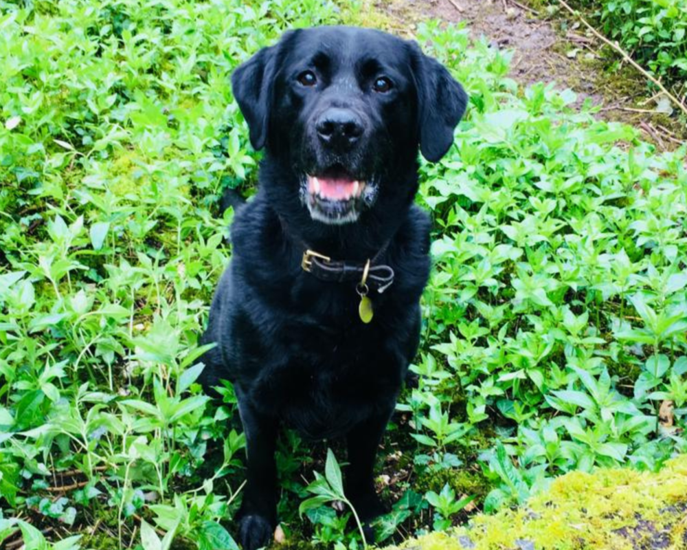 Retired police dog Becks poses for a photo