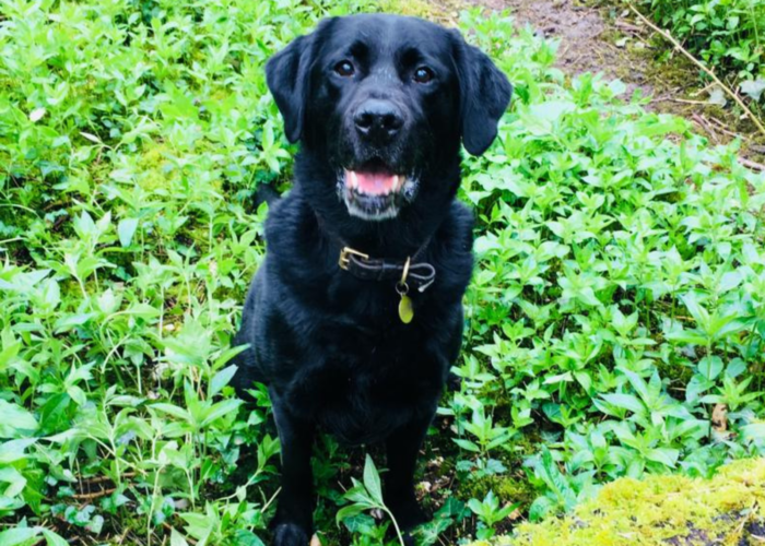 Retired police dog Becks poses for a photo