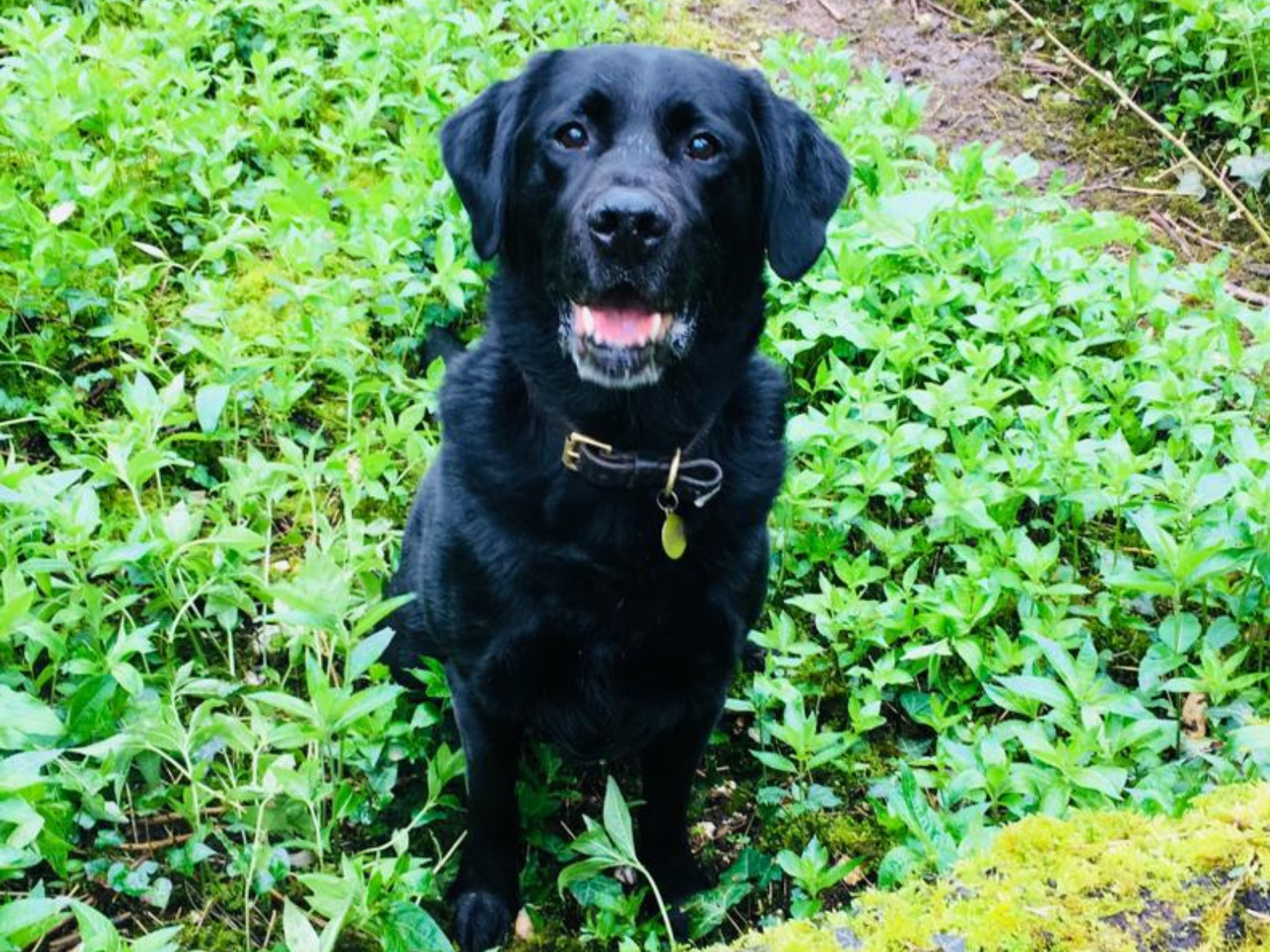 Retired police dog Becks poses for a photo