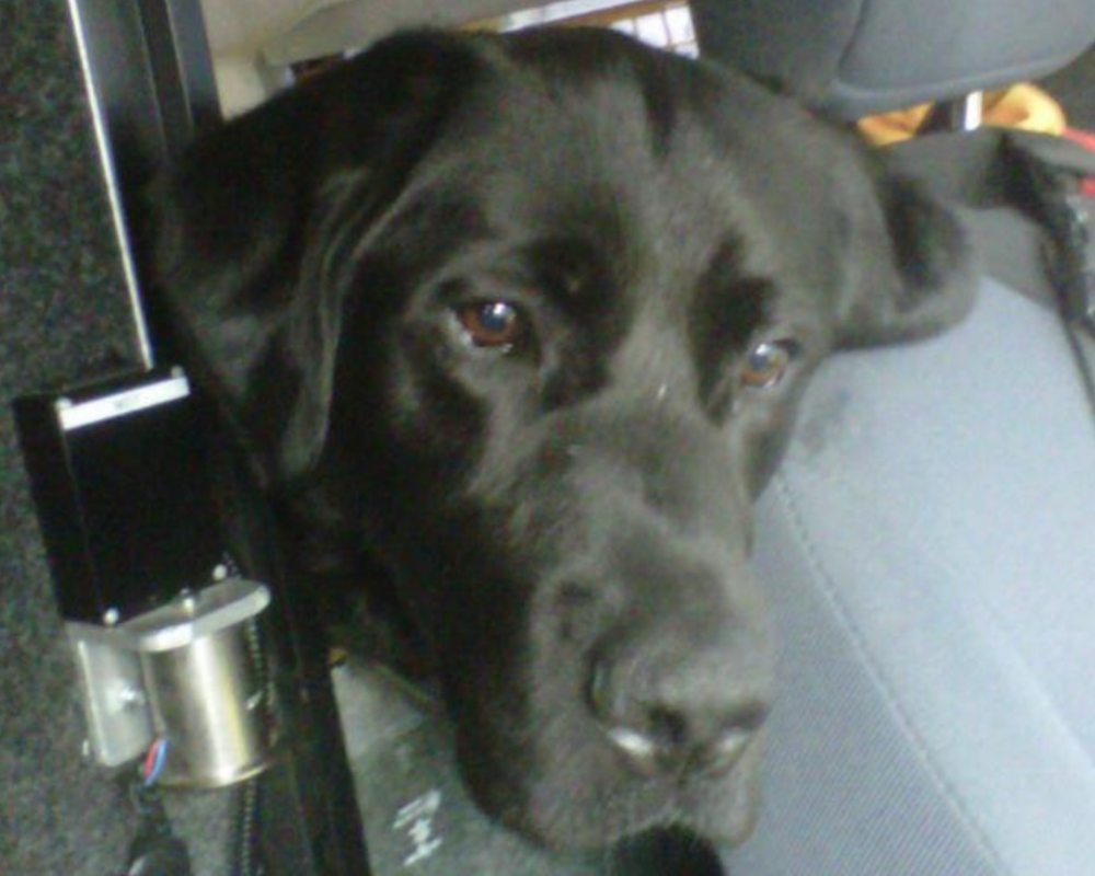 Retired police dog Becks in the van
