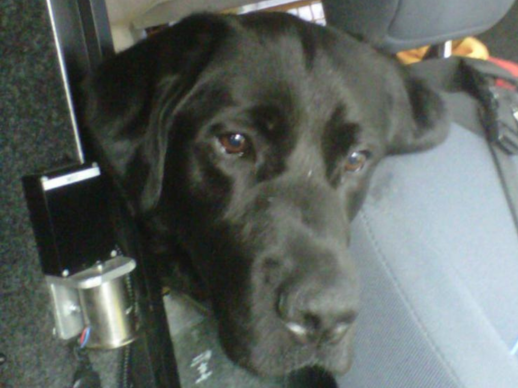 Retired police dog Becks in the van