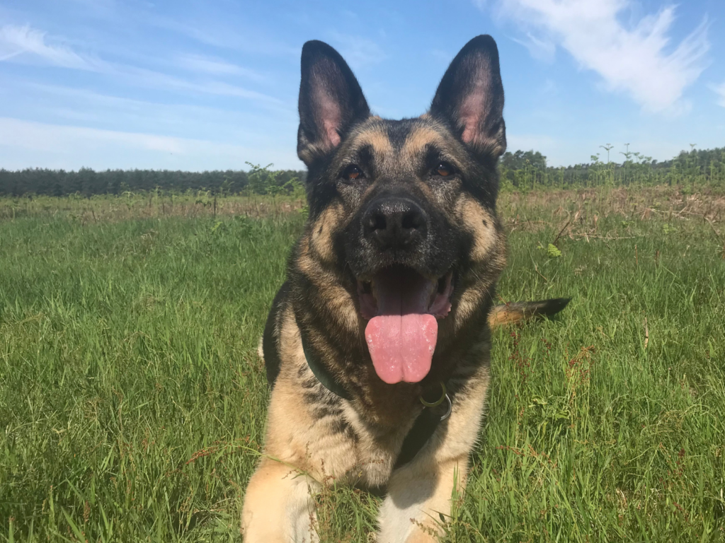 Retired police dog Billy enjoying the sun
