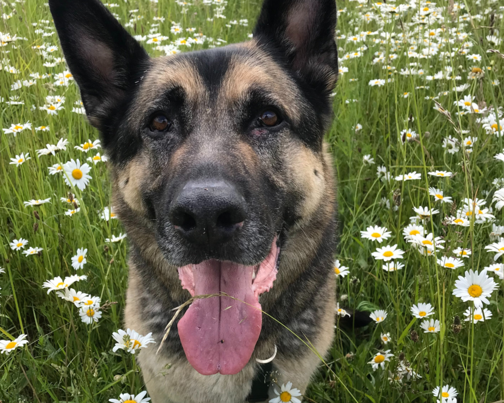 Retired police dog Billy