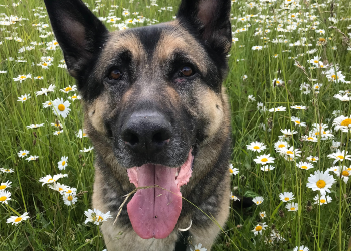 Retired police dog Billy