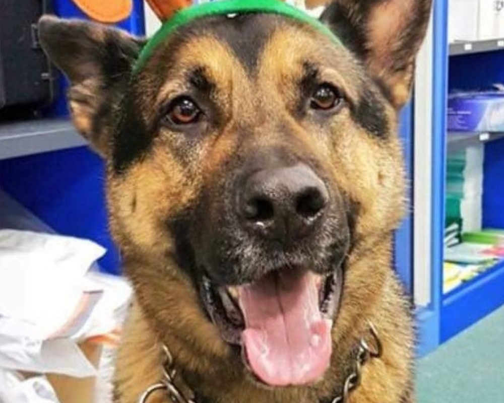 Retired police dog Billy