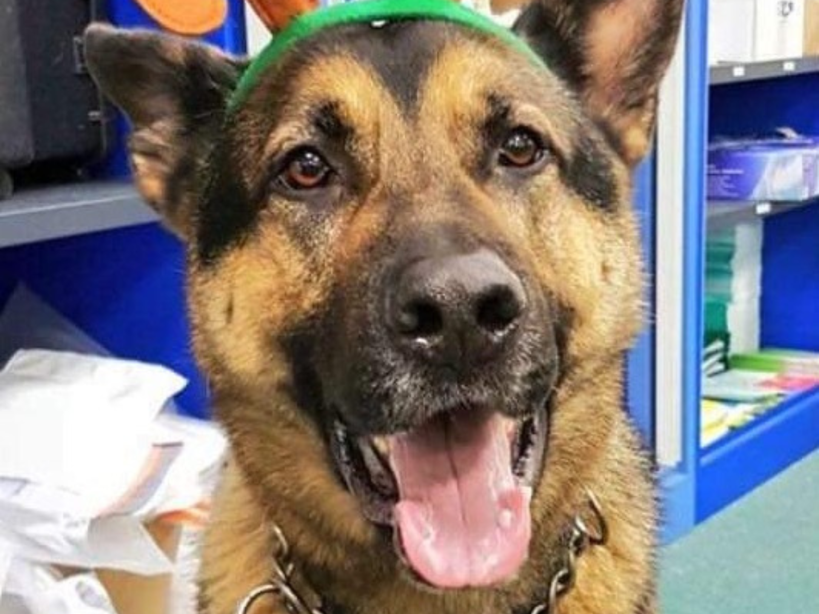 Retired police dog Billy