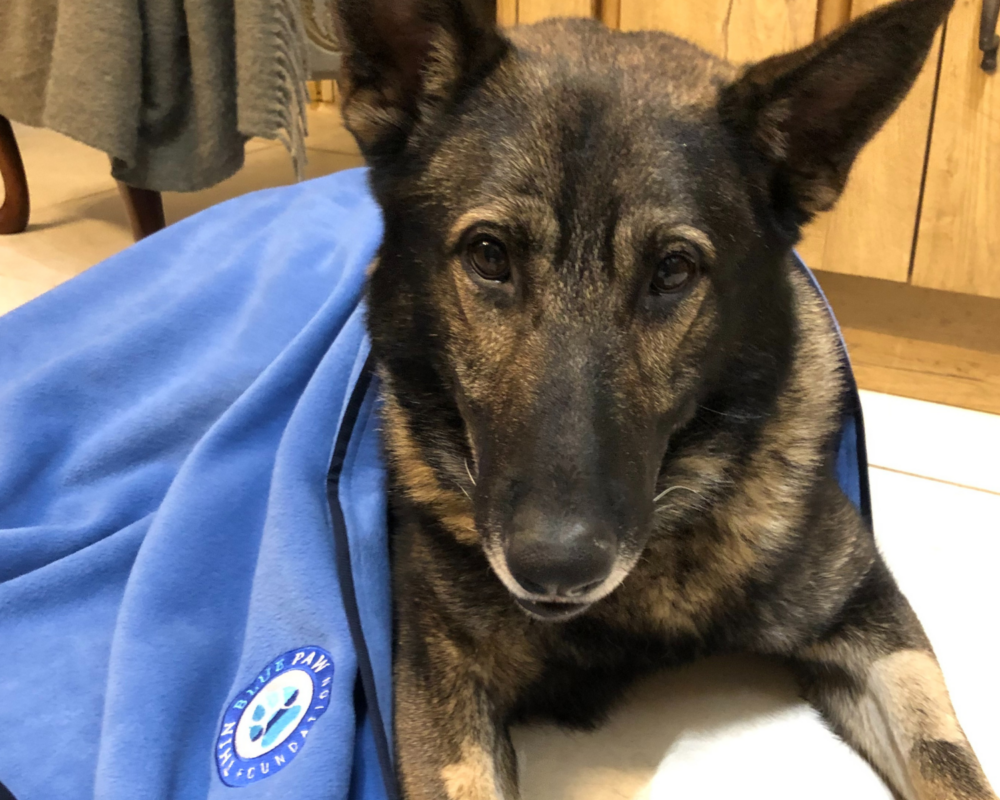 Retired police dog Blade with his Thin Blue Paw blanket
