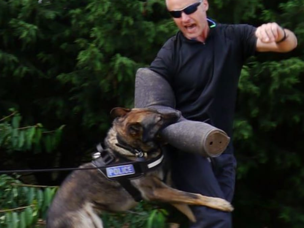 Police dog Blade training bites