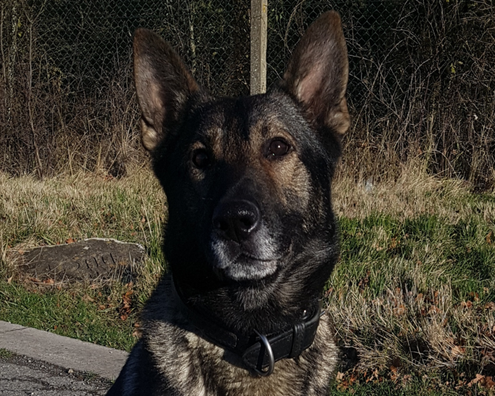 Retired police dog Blade