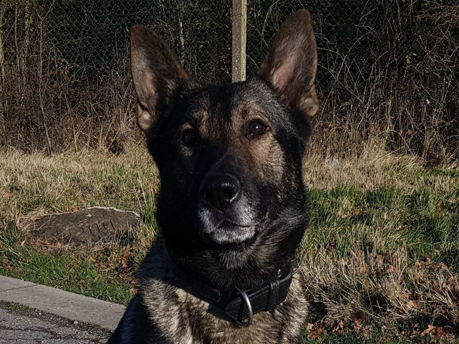 Retired police dog Blade