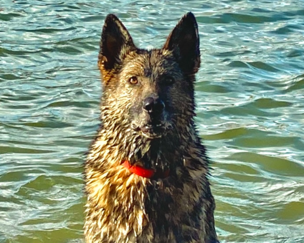 Retired police dog Brodie in the sea