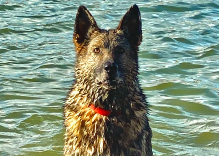 Retired police dog Brodie in the sea