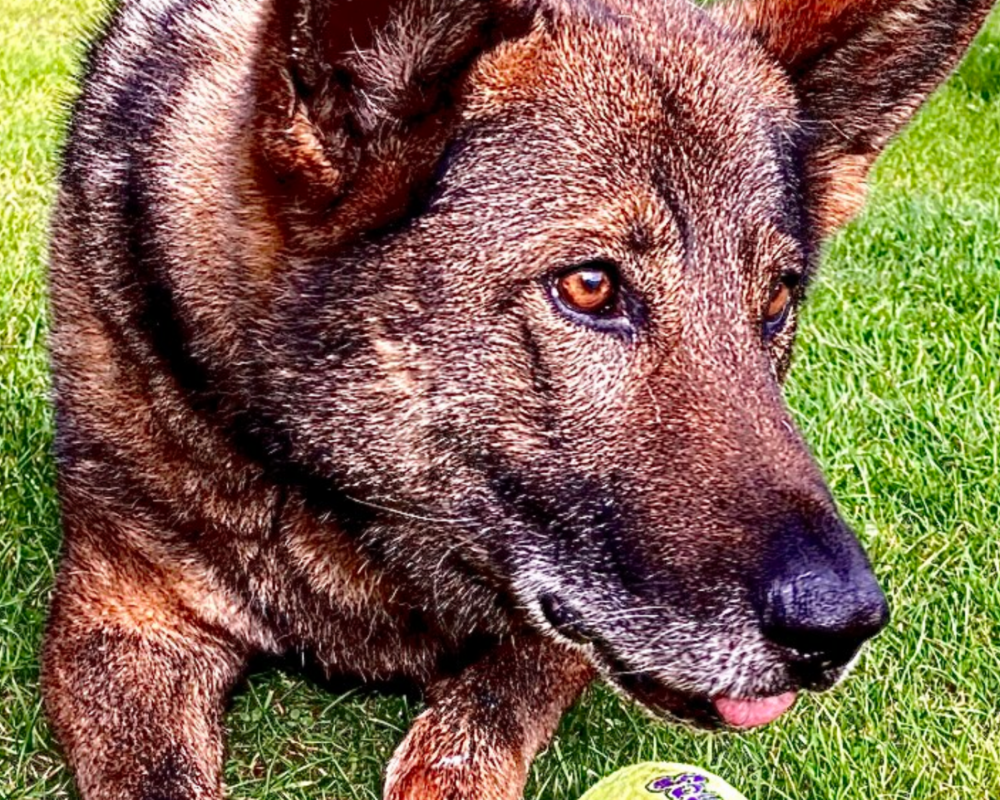 Retired police dog Brodie