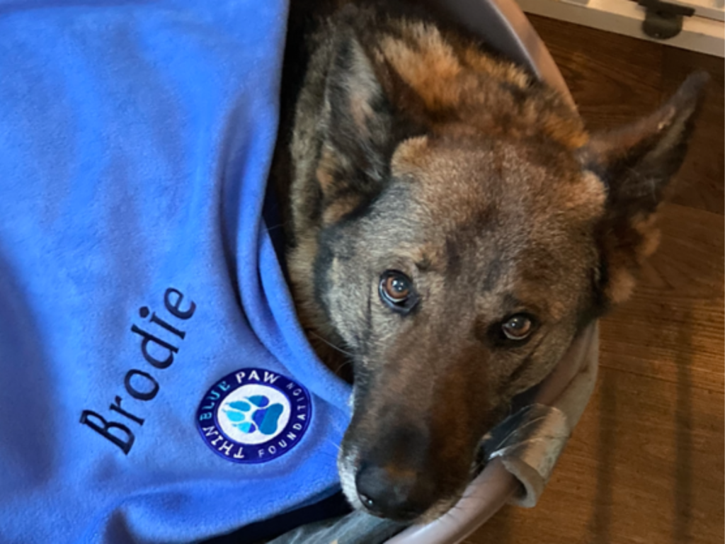 Retired police dog Brodie in his Thin Blue Paw Foundation blanket