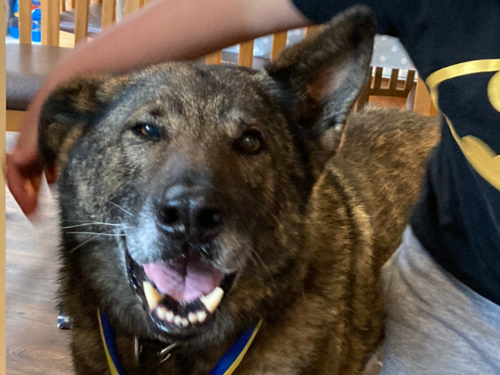 Retired police dog Brodie