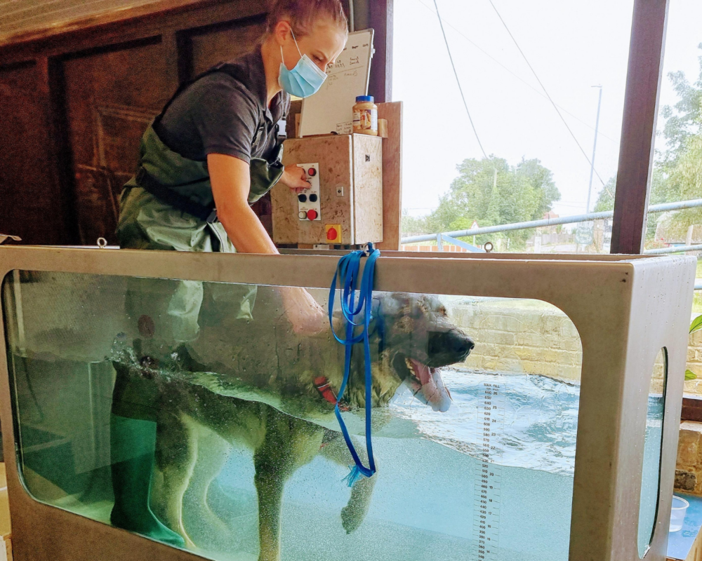 Retired police dog Bronx during hydrotherapy