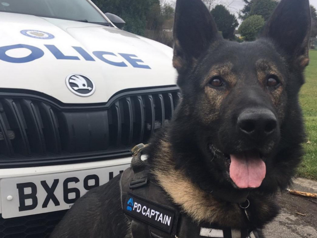 Police dog Captain by a police car