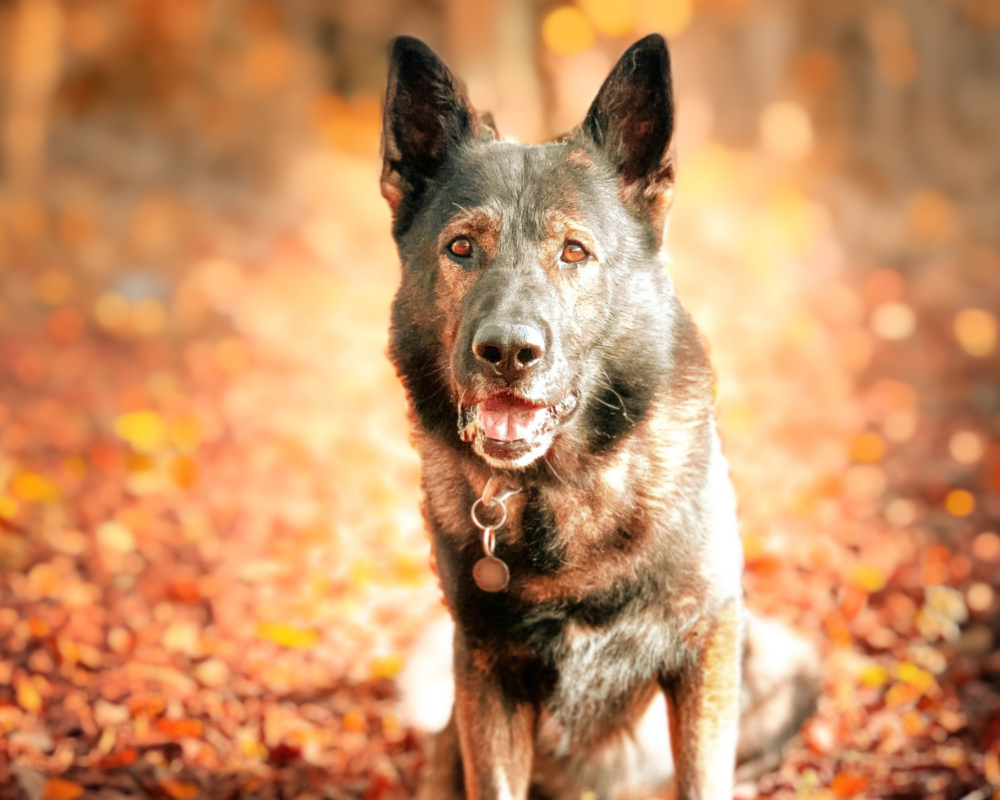 Retired police dog Captain in autumn leaves