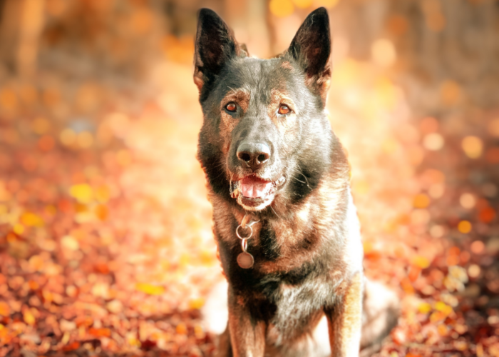 Retired police dog Captain in autumn leaves