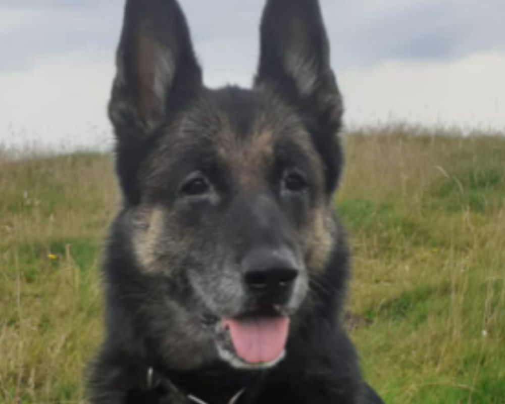 Retired police dog Cleo