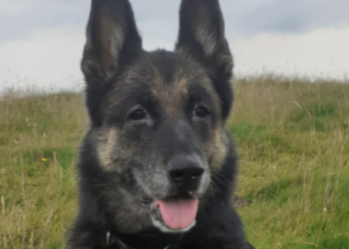 Retired police dog Cleo