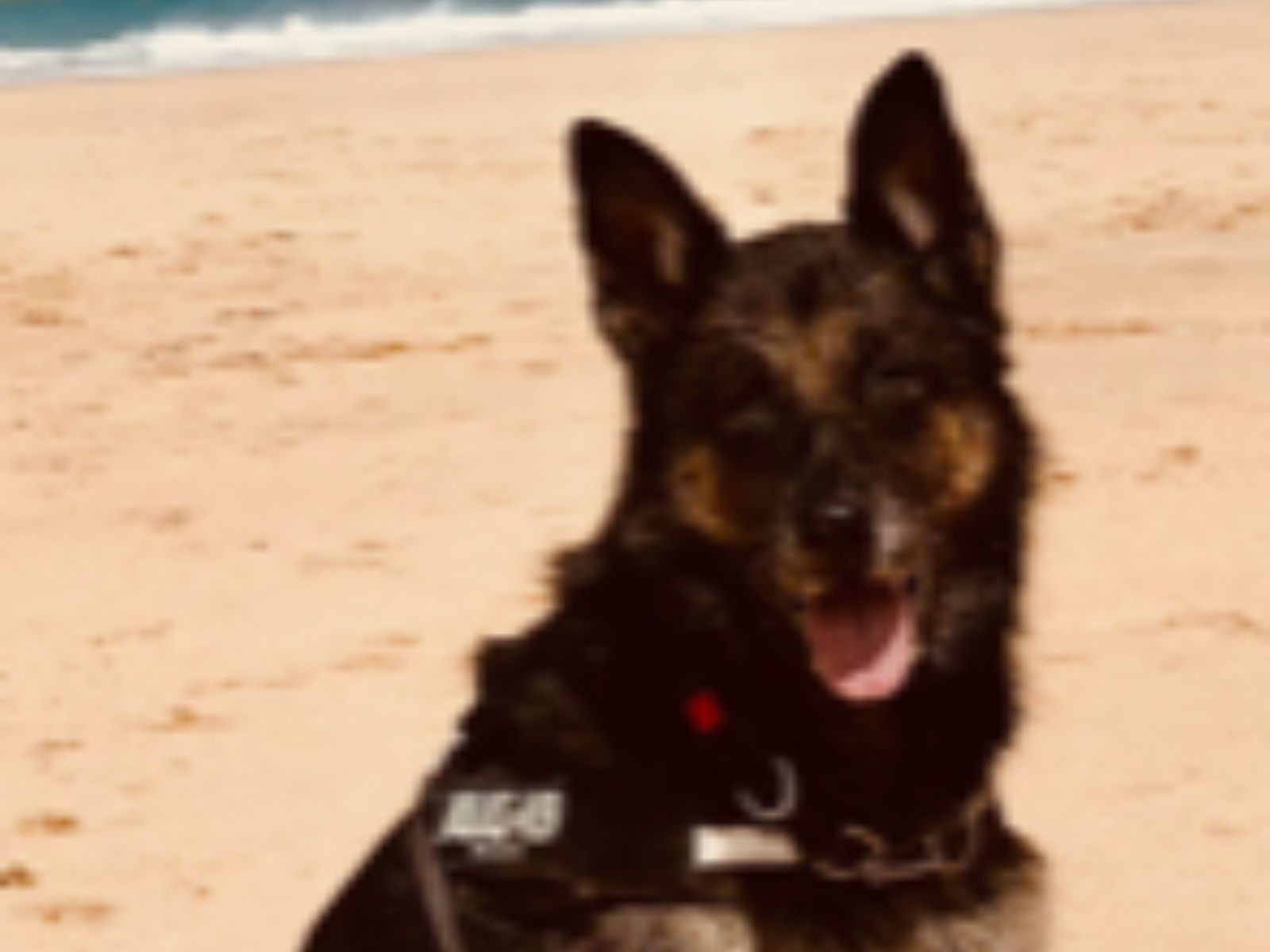 Retired police dog Cleo at the beach