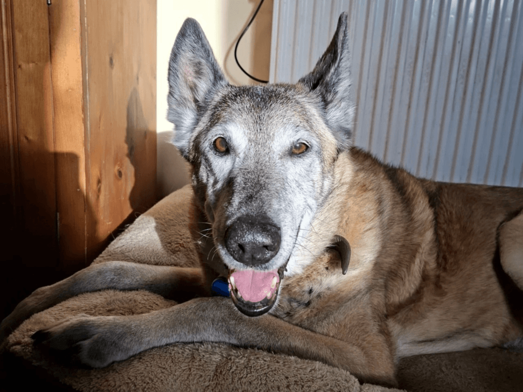 Retired police dog Minerva in her older age