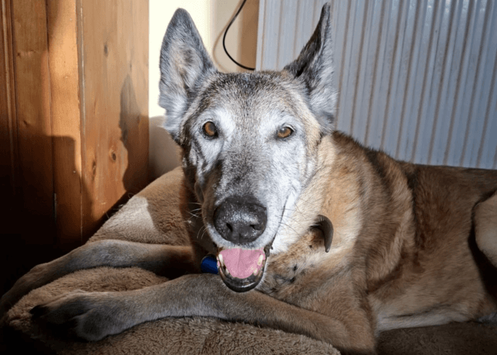 Retired police dog Minerva in her older age