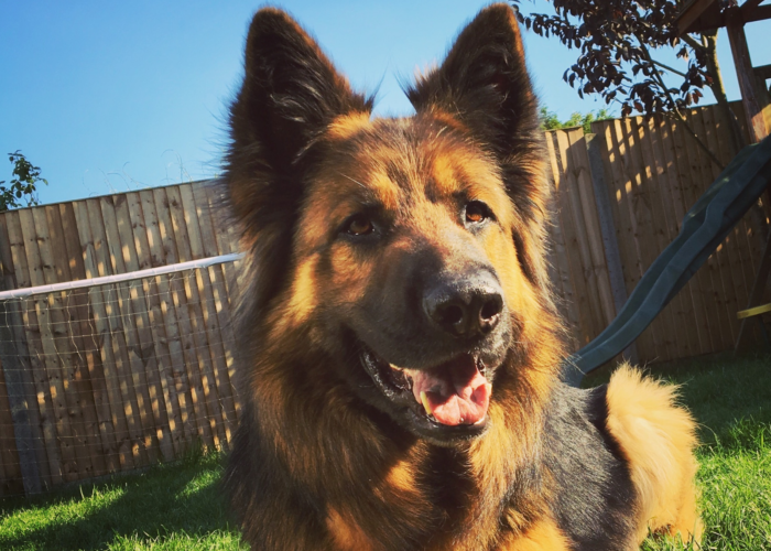 Retired police dog Daley