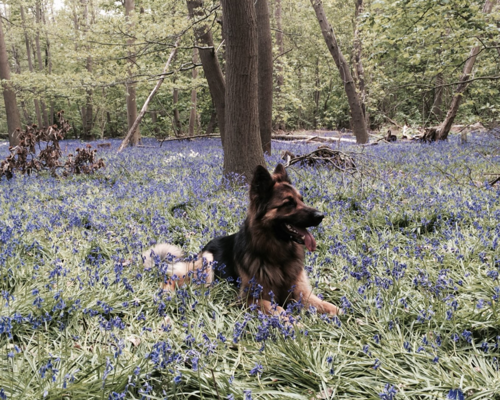 Retired police dog Daley lays in the bluebells