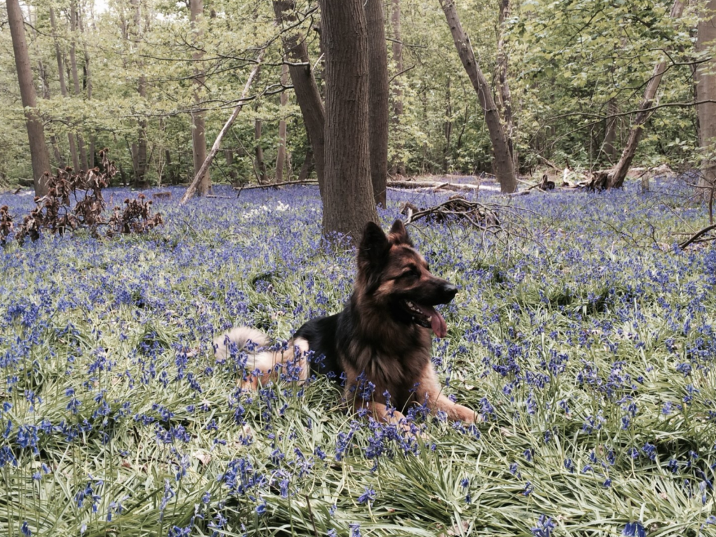Retired police dog Daley lays in the bluebells