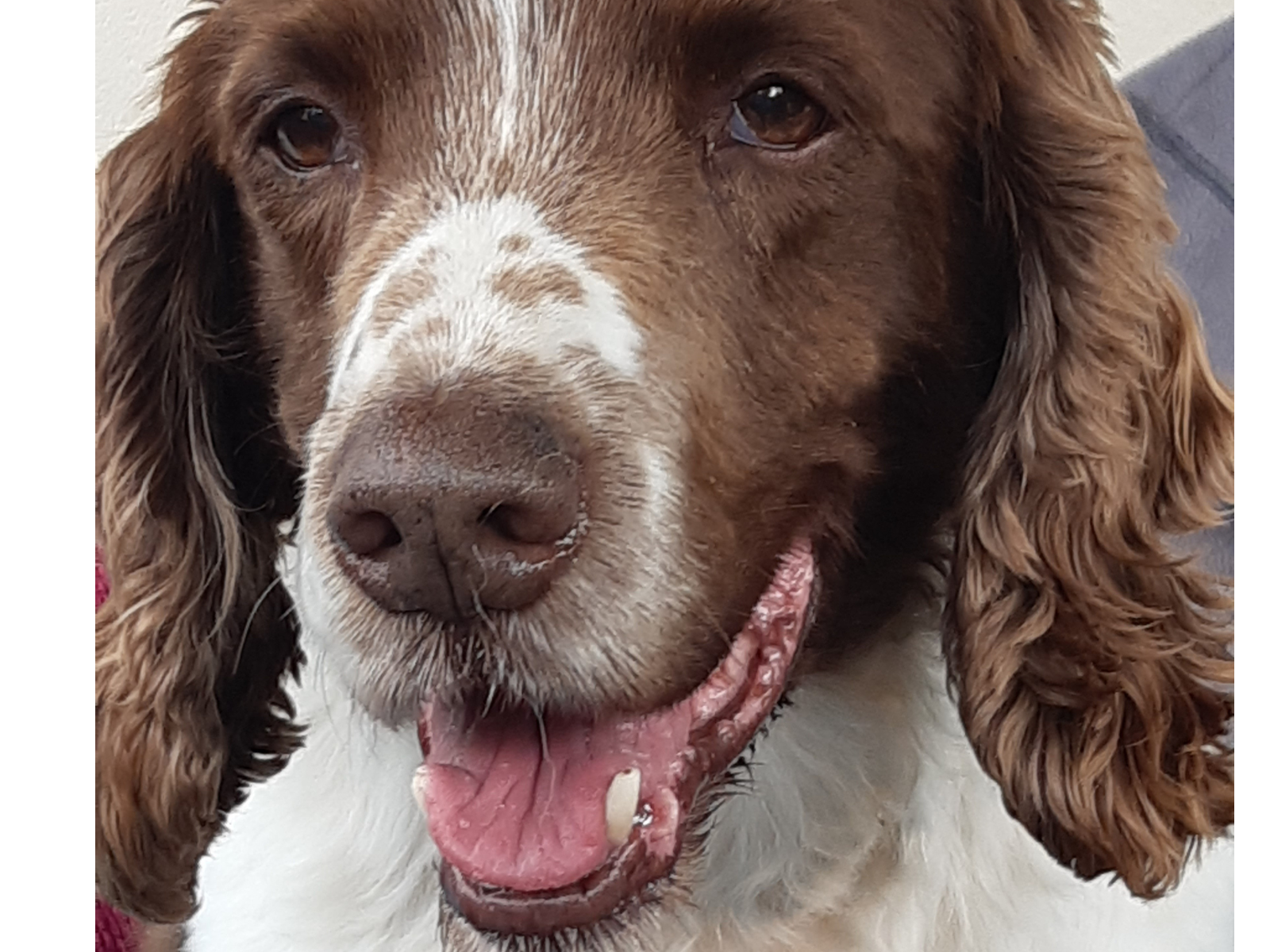 Retired police dog Danny
