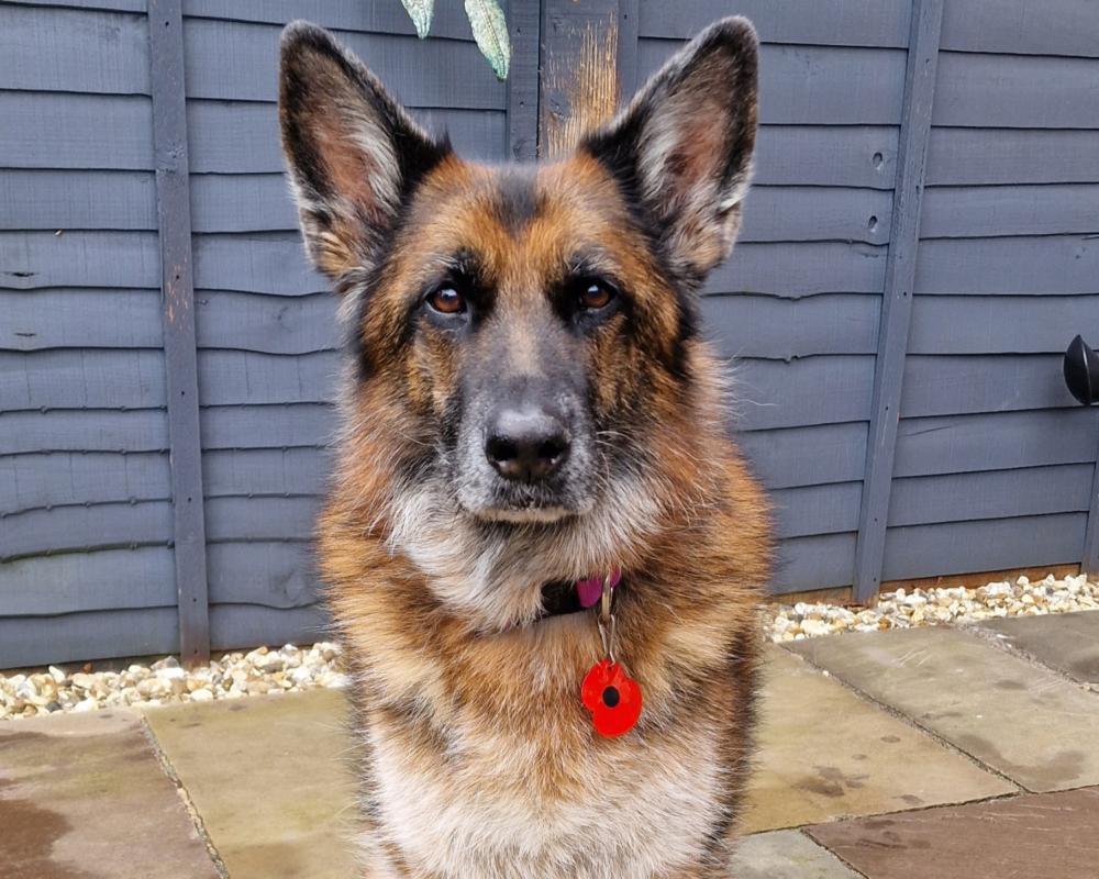 Retired police dog Donja wears her Remembrance poppy