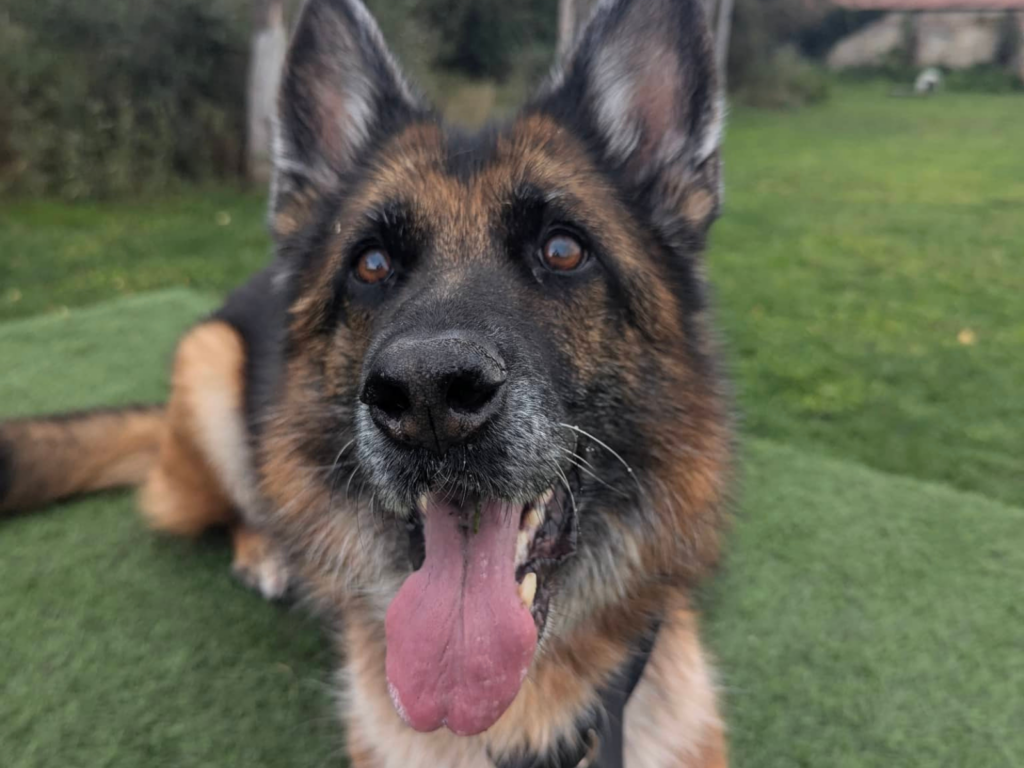 Retired police dog Donja