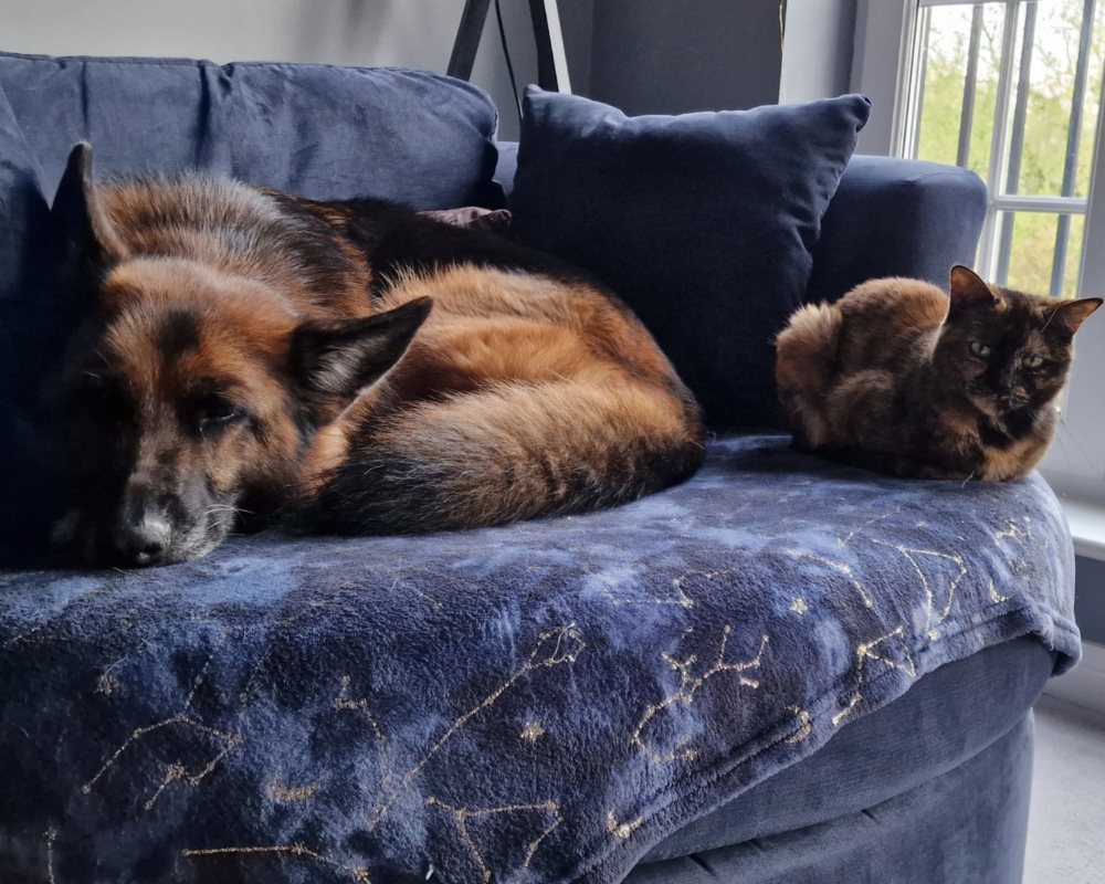 Retired police dog Donja with her cat sibling