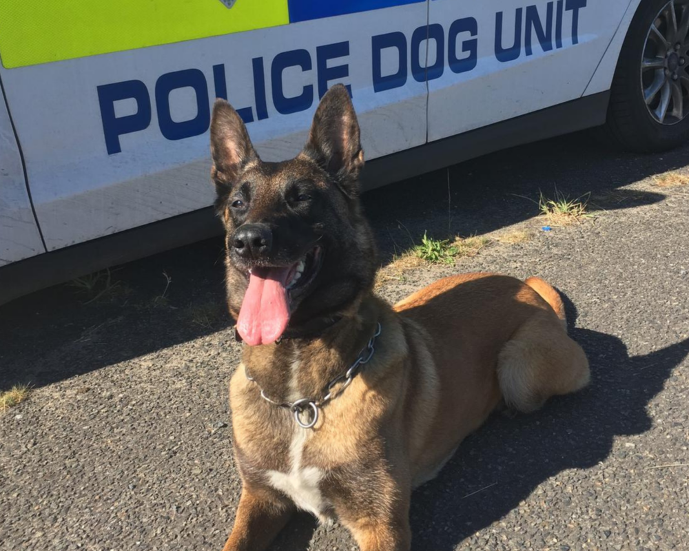Police dog Fiji by a police car