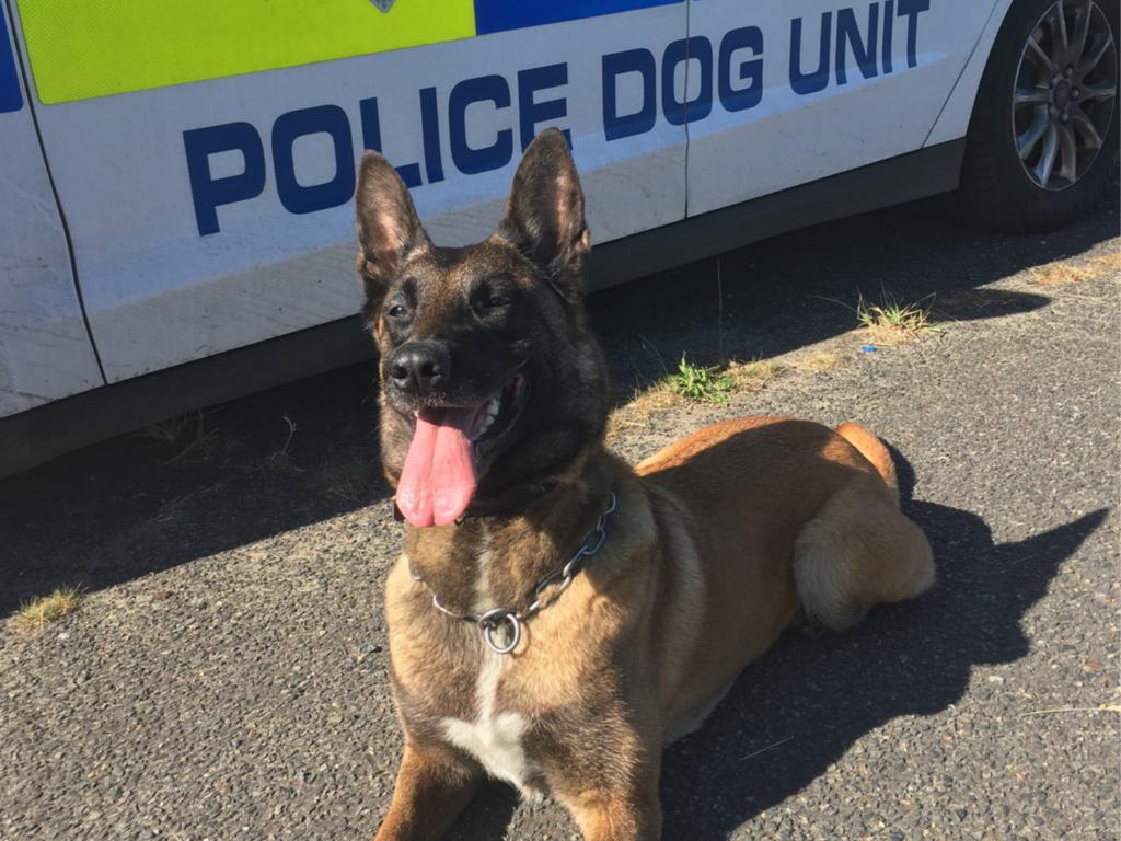 Police dog Fiji by a police car