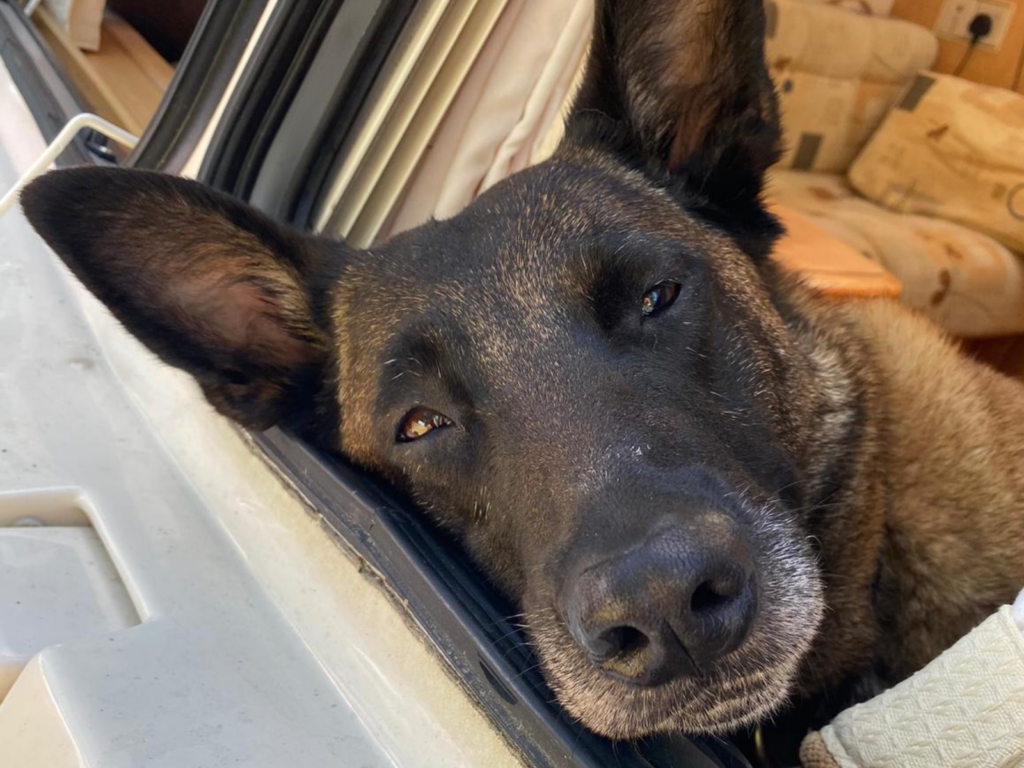 Retired police dog Fiji