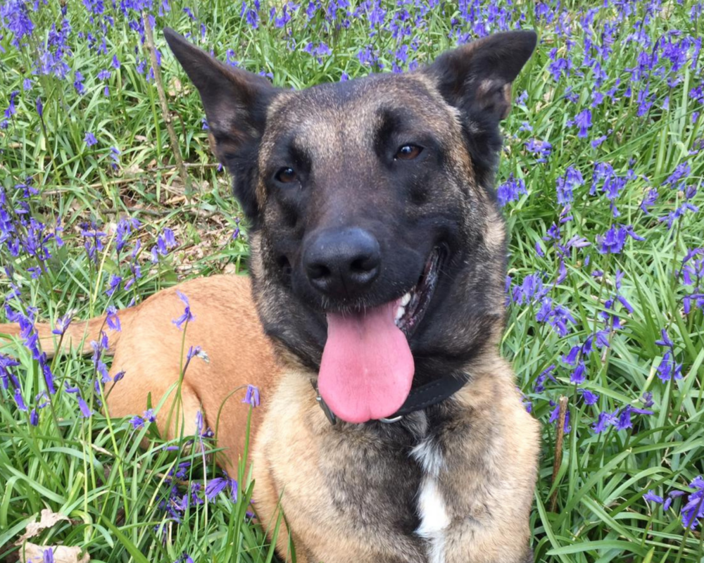 Retired police dog Fiji in the woods