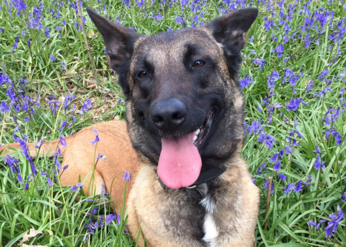 Retired police dog Fiji in the woods