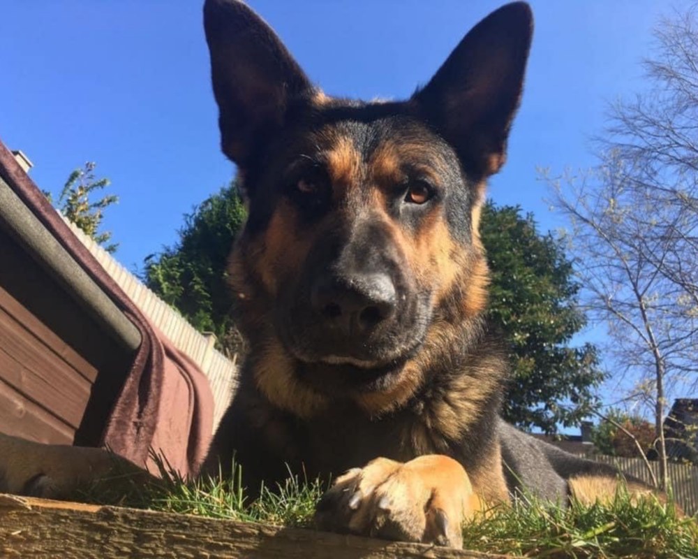 Retired police dog Finn in the garden