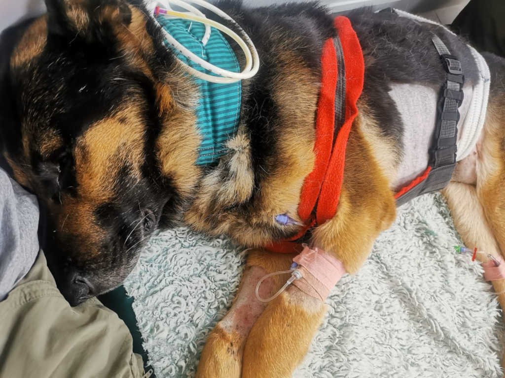 Retired police dog Finn after surgery