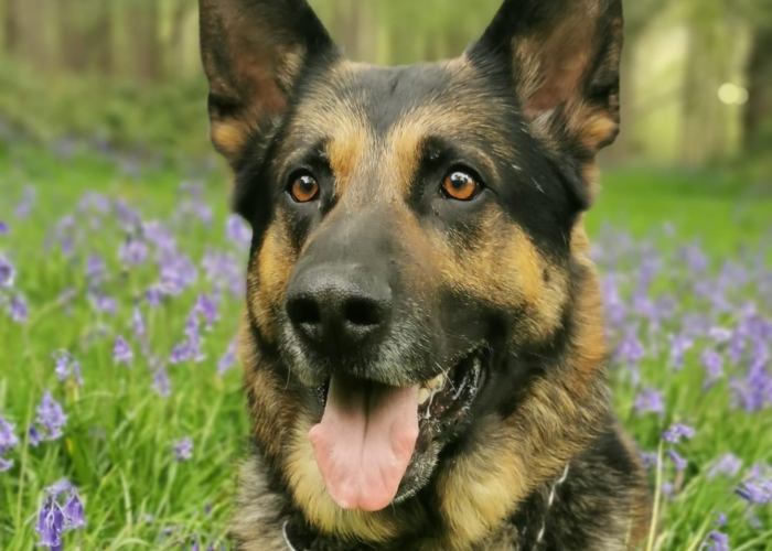 Retired police dog Finn