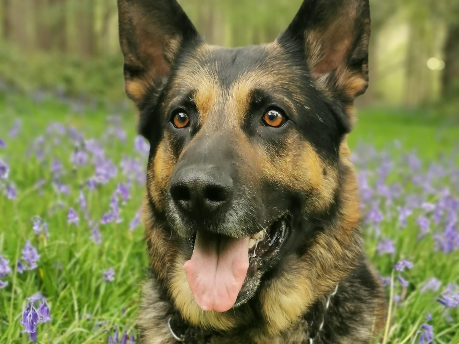 Retired police dog Finn