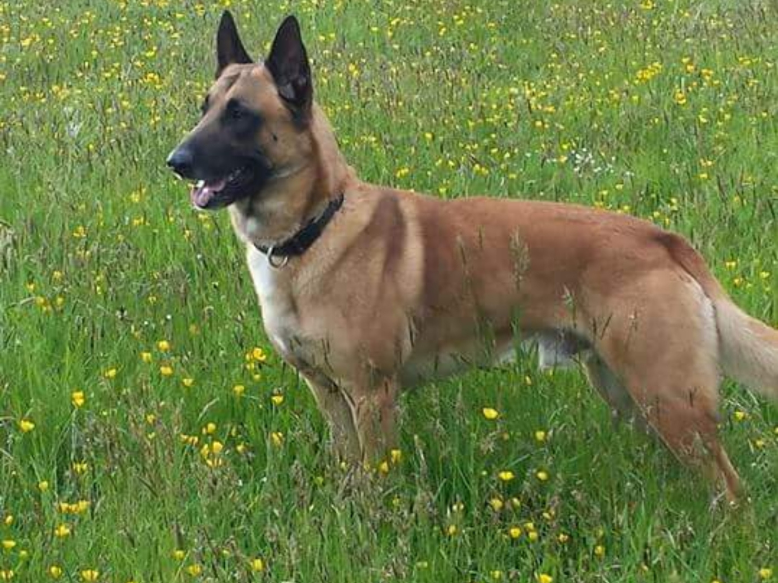 Retired police dog Flint