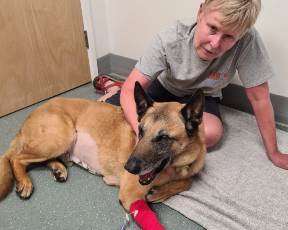 Retired police dog Flint at the vets after surgery