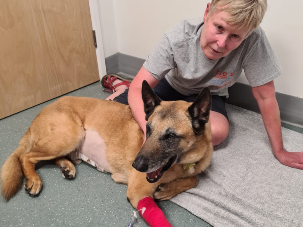 Retired police dog Flint at the vets after surgery