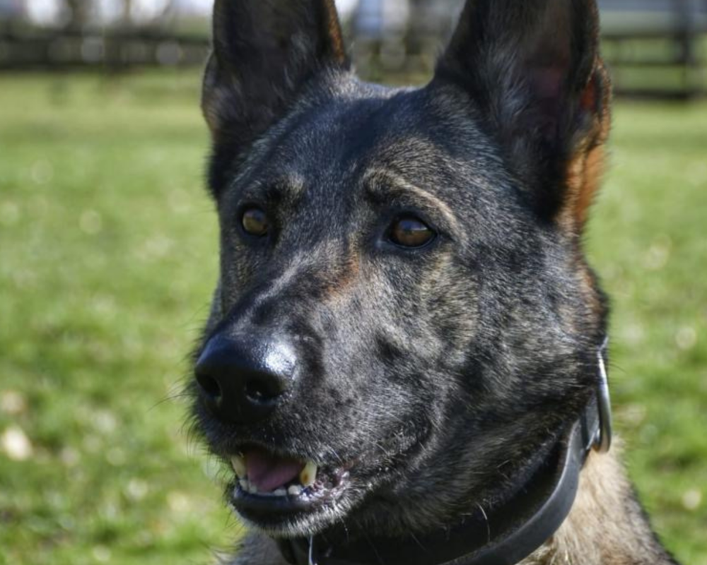 Retired police dog Heidie
