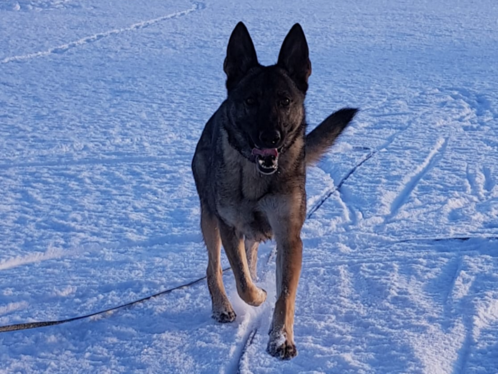 Retired police dog Heidie playing in the snow