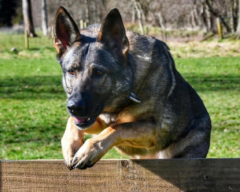 Retired police dog Heidie jumps over a fence